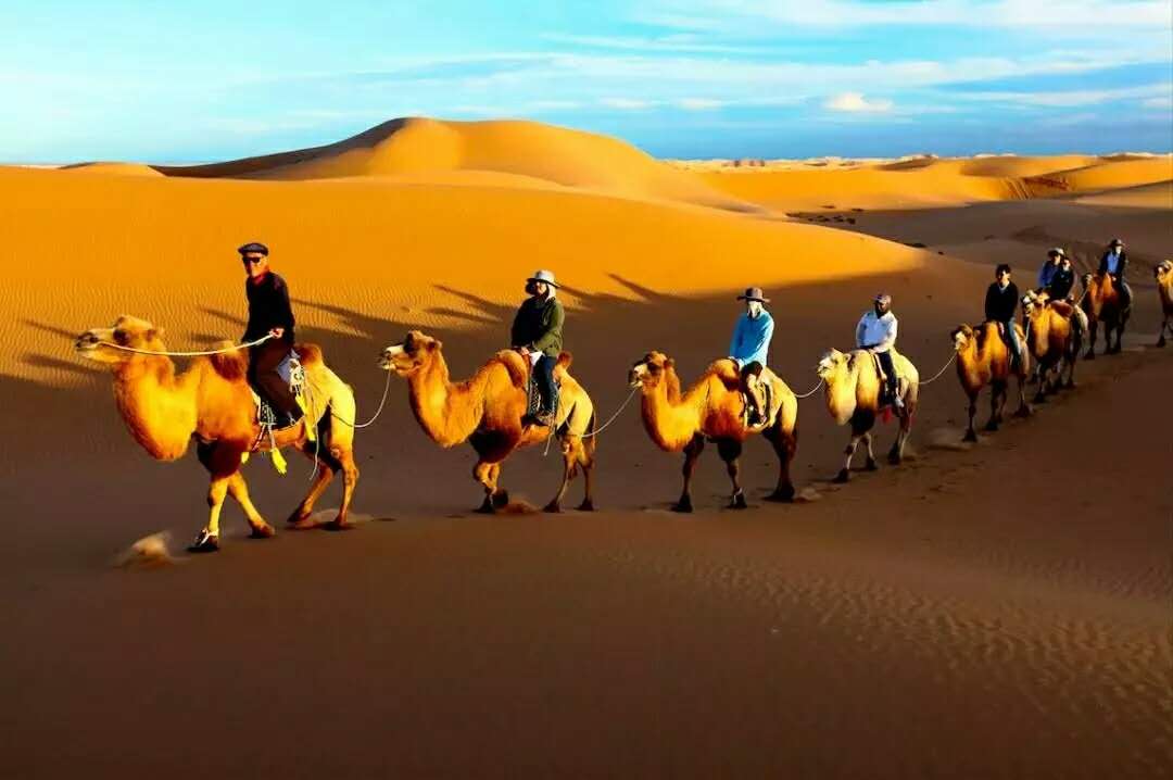 沙漠骆驼2.jpg