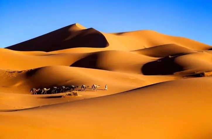 沙漠骆驼.jpg