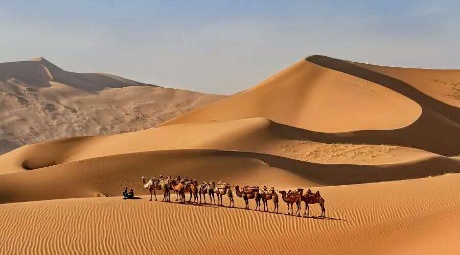沙漠骆驼1.jpg